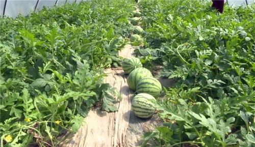 莲塘吃瓜网红事件最新